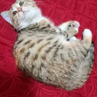 واگذاری رایگان بچه گربه