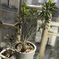 گل بونسای آدنیوم|گل و گیاه طبیعی|میاندوآب, |دیوار