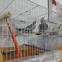 عروس هلندی|پرنده|هریس, |دیوار