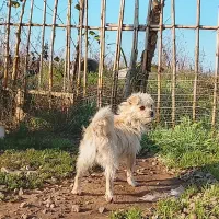 سگ پاکوتاه ماده|سگ|چاف و چمخاله, |دیوار