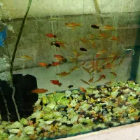 انواع ماهیان آب شیرین