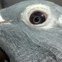 جان اردن چشم سیلور