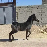 اسب|اسب و تجهیزات اسب‌سواری|شیراز, ده پیاله|دیوار