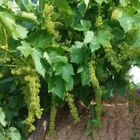 فروش-باغ-انگور