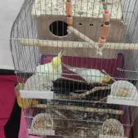 دوعدد عروس هلندی بفروش میرسد