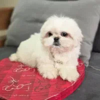 توی پودل فرفری، پبکینیز ، پامر|سگ|تهران, چیتگر شمالی|دیوار