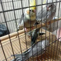 عروس هلندی|پرنده|ری, امین آباد|دیوار