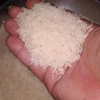برنج هاشمی و دم سیاه