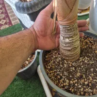 بابا ادم جاینت|گل و گیاه طبیعی|فلاورجان, |دیوار