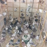 کبوتروجوجه قلم گروبشرط پرش توضیحات کامل خوانده شود|پرنده|پاکدشت, پاکدشت (مامازند)|دیوار