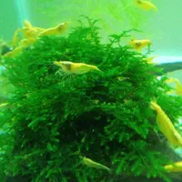 میگو شرمپ گوپی گیاه آکواریم|ماهی|کرج, ملک‌آباد|دیوار