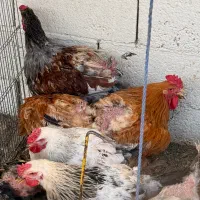خروس برهما و دورگ