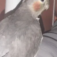 عروس هلندی ماده گمشده