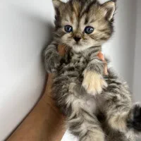 گربه