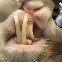 یونجه مخصوص خرگوش و خوکچه