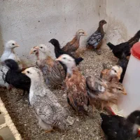 ۴۰عدد جوجه محلی ۴۰ روزه