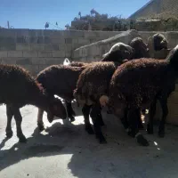 فروشدچن راعس بره نر هم داشتی هم کشی