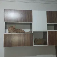 تخت خواب یک نفره|تخت و سرویس خواب|میاندوآب, |دیوار