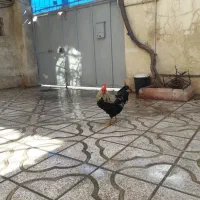 خروس محلی|حیوانات مزرعه|کرج, شهرک نهال و بذر|دیوار