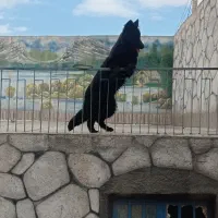 سگ ژرمن بلک شولاین