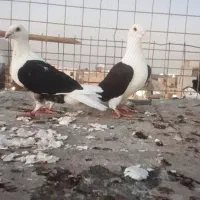 پشدارکبوتر کویتی۴تومن