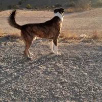 سگ خراسانی|سگ|فاروج, |دیوار