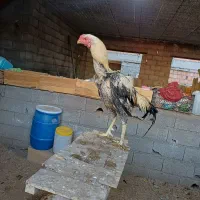 خروس لاری اصیل