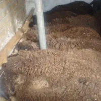 بره نر لاغر جهت پروار