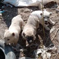 واگذاری توله سگ|سگ|مراغه, |دیوار