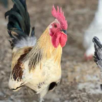 خروس مینیاتوری تعویض هم میکنم