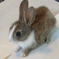 بچه خرگوش کوچولو|موش و خرگوش|نظرآباد, احمد آباد|دیوار