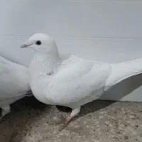 کبوتر|پرنده|مرودشت, محمد آباد|دیوار