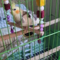 یک جفت عروس هلندی