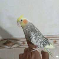 عروس هلندی جفت