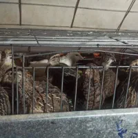 تخم بلدرچین