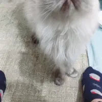 تعدادی پرشین بالغ نر وماده