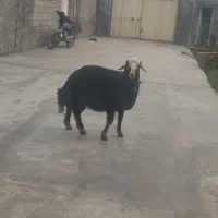 بره|حیوانات مزرعه|سیمین شهر, |دیوار