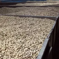 نیرو جهت کار در کارخانه بادام