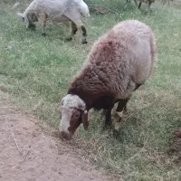 قوچ|حیوانات مزرعه|ریگان, |دیوار