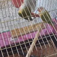 یک جفت گرینچیک