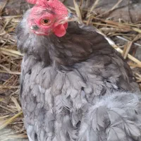 تخم مرغ نطفه دار زینتی