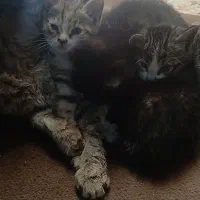 گربه مادر با 4 بچه ی 40 روزه