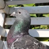 موریس دلبر و جان اردن (خ)|پرنده|برازجان, |دیوار