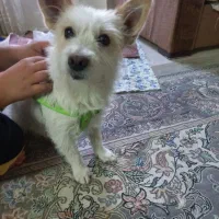 سگ پاکوتاه اشپیتز