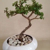 بنسای خرفه ای(درختچه ای)