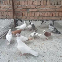 کبوتر به شرط