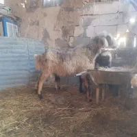 میش|حیوانات مزرعه|مرودشت, کناره|دیوار