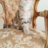 گربه نر بریتیش گلد|گربه|کرج, عظیمیه|دیوار