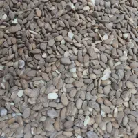 بادام کوهی شیرین و گردو|خوردنی و آشامیدنی|داران, |دیوار