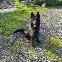 سگ ژرمن|سگ|نوشهر, |دیوار